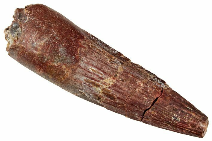 Fossil Spinosaurus Tooth - Real Dinosaur Tooth #327905